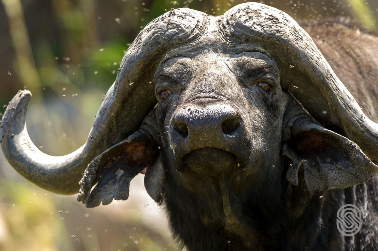 Mbuzi Mawe Serena Camp Serengeti Exteriér fotografie